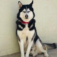 Norma Elvira Castro Salguero (@normacastros) 's Twitter Profile Photo