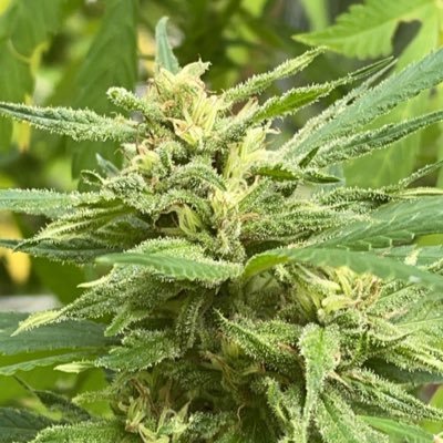fushifarms420's profile picture. Cultivating the cleanest medicine | Nothing for Sale | All plants grown by me | NO DMs | No Solicitation | All Organic |