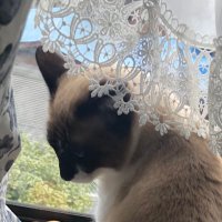 machi (@machimary99) 's Twitter Profile