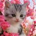 Zoisite (@zoisitekittenz) Twitter profile photo Zoisite (@zoisitekittenz) Twitter profile photo
