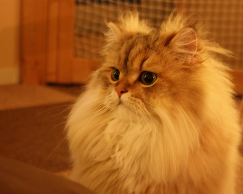 micron91's profile picture. 日々歌い、そして時々つぶやきます。