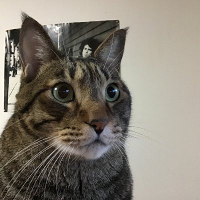 miaowmiaowjp Profile Picture