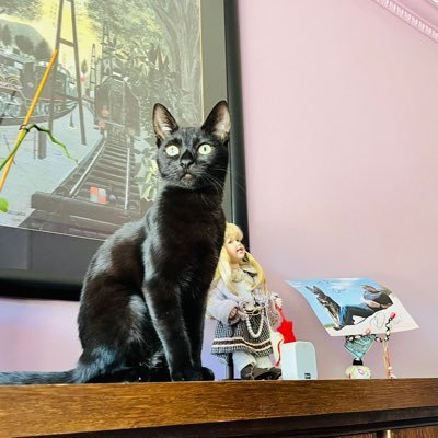 Cordelia2023's profile picture. Adopted by Bente and Steph😻 Finally have my furrever home 🏠 Sister to Phoebe and Iry😻