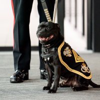 Sgt. Watchman VI (@watchmanmascot) 's Twitter Profile Photo Sgt. Watchman VI (@watchmanmascot) 's Twitter Profile Photo