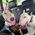 Vinnie🌈 & Luna The Bull Terriers (@bullvinnie) Twitter profile photo Vinnie🌈 & Luna The Bull Terriers (@bullvinnie) Twitter profile photo