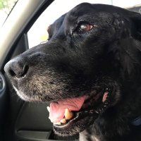 American #10002 (@bendokast91873) 's Twitter Profile