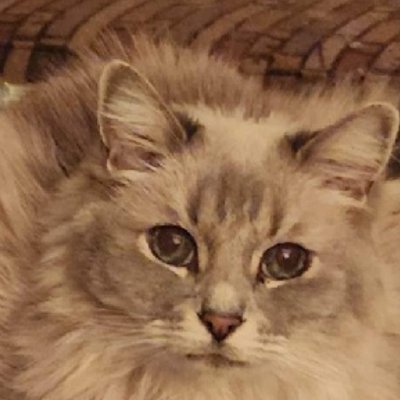 MarinaRose628's profile picture. American Patriot and proud Sedevacantist