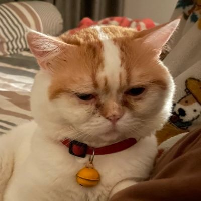 Toypopyuli's profile picture. 