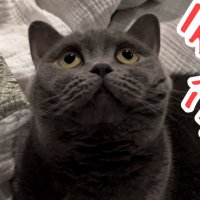 猫6人 (@neko6nin) 's Twitter Profile