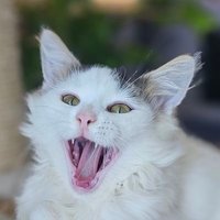 Tymczasem u Iwony (@kotki_u_ciotki) 's Twitter Profile Photo Tymczasem u Iwony (@kotki_u_ciotki) 's Twitter Profile Photo