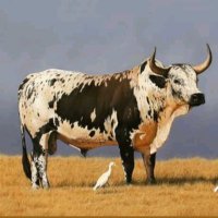 Lacoste - Ngweny' edlamanzi (@iam_chilliboy) 's Twitter Profile