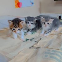 Deren Ceren (@derenceren4) 's Twitter Profile Photo