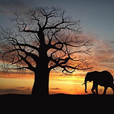 Debious3's profile picture. 