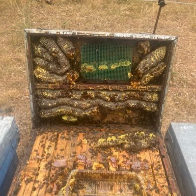 venta de miel y polen (sale of honey and pollen bees)