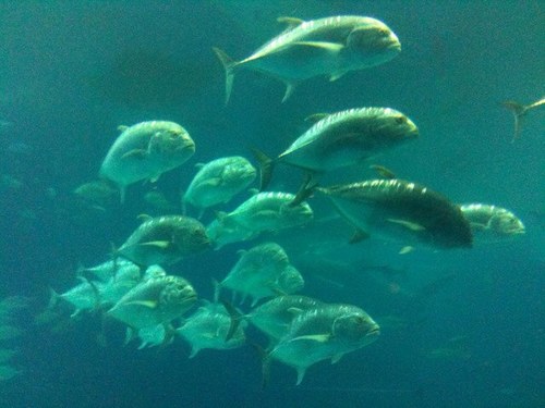 naonaofishing's profile picture. 海釣りが大好きです。東京湾、相模湾、駿河湾メイン。旅はアジア圏、南太平洋、ミクロネシアの綺麗なビーチが大好きです♪