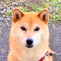 柴犬コロとA君(レンタルぼく)の平凡な日常(@A_kun00003) 's Twitter Profile Photo