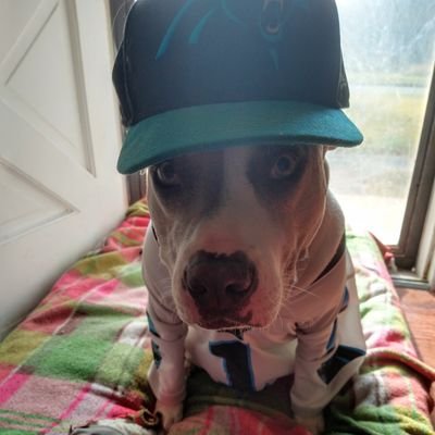 pups_panthers Profile Picture