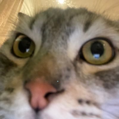 Lisbetter3's profile picture. شخصية واقعية