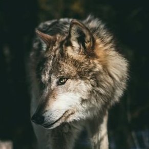 OrtewLant's profile picture. Enfermero e Intento de romhacker.
Me gusta trastear con juegos. De vez en cuando lanzo algún romhack y ayudo en traducciones. Estoy más en Bluesky que por aquí.