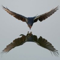 Frank Zysko (@frankzysko61) 's Twitter Profile Photo