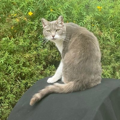 Kevindlvi's profile picture. yum