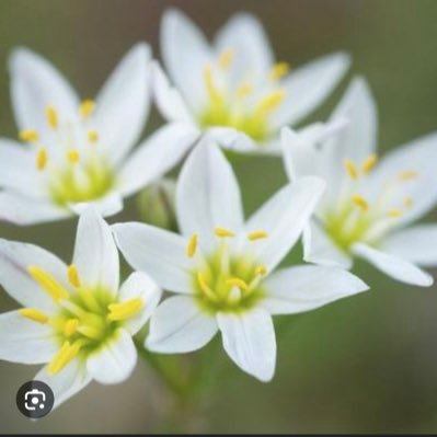 Just call me Monocotyledon!! (as if that’s any easier to say) I have 60,000 other sibling species but who cares about them