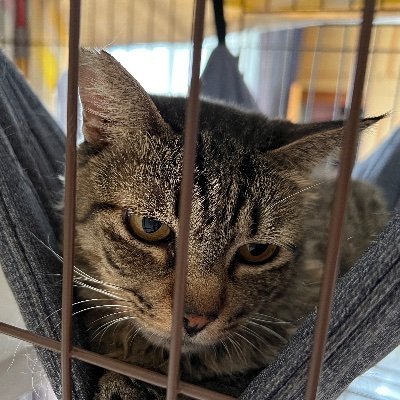 ねこみっけ!ほごほごっと( ᐛ )φ…🐟🐈⬛ ダックスもあ14才 キジトラへみぃ約10才+2(2023.2保護) 黒猫きぃ1才(2023.8保護) ねこちゃんわんちゃん無言フォロー失礼します♡