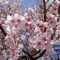 桜姫 (@sakurahime13) Twitter profile photo