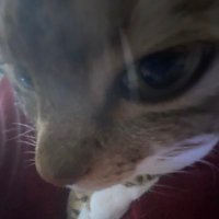 Torrify (@torrify_) 's Twitter Profile