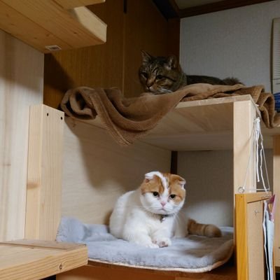 猫が大好きです！ゲームは主に「原神」をしています。
グラブルとプリコネは引退状態で
最近はYouTubeとアニメを主に見てる感じです。
特にキチママやクレママといった動画やショート動画が多いですね
気になってくれる方が居れば嬉しいですね（笑）

彼女が欲しいなぁー（ﾎﾞｿﾘｯ