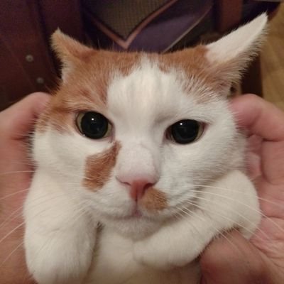 ggcat19's profile picture. レコードやCDを販売やレンタする仕事を長年やってます!音楽好きでSpotifyプレイリスト作り🎵/映画も洋画だけで3500作品程持つコレクター/料理は20年以上作っているカレーを毎週火曜に🍛/ゲームは建築出来ないのでクエスト消化のレベル上げがメインのフォートナイト→ゲーム垢 @Cat2021G でやってます🎮🐱