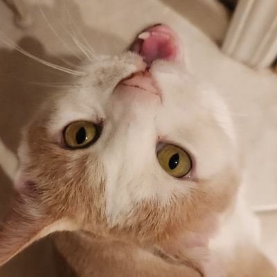 LemonTagさんのプロフィール画像