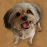 IamBoogie's profile picture. Hi Sniffers, Dis Boogie will u pweeze follow me.  I lub to cuddle, kisses, and lub mommy bunches. I  loyal and will follow you too. I Lub you ❤️ 🌈