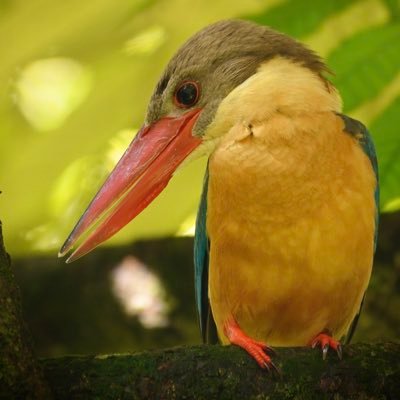 🇸🇬シンガポールの野鳥 on X: 🇸🇬シンガポールの野鳥 on X: