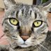 釣りとねこのOKT (@fishingnekookt) Twitter profile photo 釣りとねこのOKT (@fishingnekookt) Twitter profile photo