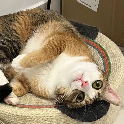 HomeFlyingCat's profile picture. 山水万重书断绝， 念君怜我梦相闻。