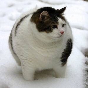 makotomo_pokeka's profile picture. 息子と一緒にポケカコレクター(*´艸`*) 開封欲に勝てない人、ワナイダー愛妻家