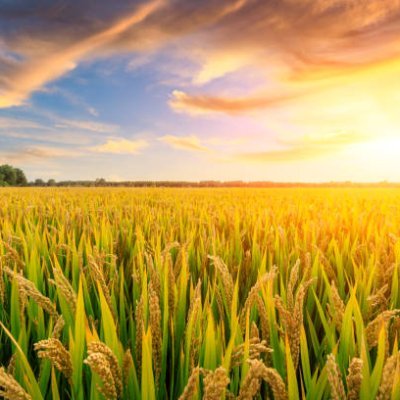 Enthusiastic publisher on research of increasing rice production and value for the poor and to help rice farmers in adapting to climate change.