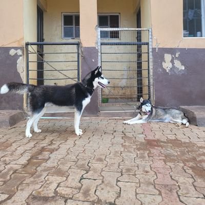 Dog dealer on huskies and other breeds