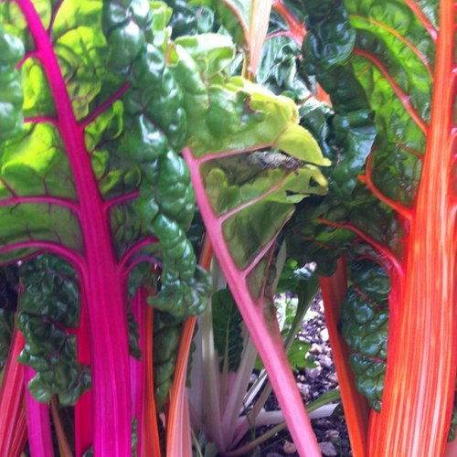 jaynescheier's profile picture. 