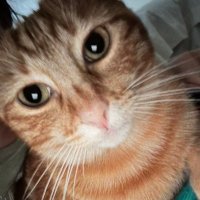 María Ramírez (@queenofcats) 's Twitter Profile