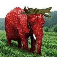 Strawberry Elephant صباح فراوله Community Takeover(@StrbElephant) 's Twitter Profile Photo