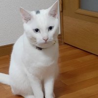 夢小説 (@mszbvokjxhrr2zp) 's Twitter Profile