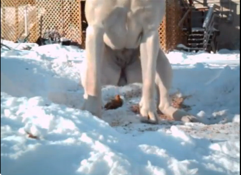 Dog Pooping To...