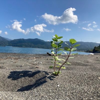 気ままに詠みます🌱無言フォロー失礼します