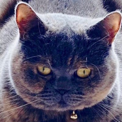 Russiangoldfx's profile picture. お小遣いゼロのサラリーマン。内緒の証拠金100万で億めざす。コツコツ0.01から脱却したい。