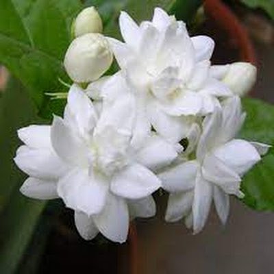 akhinur517's profile picture. 