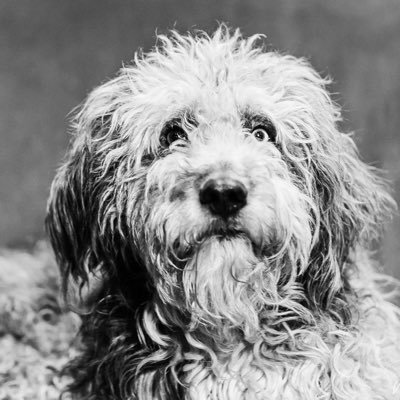 ottobosman1's profile picture. Linkserig. Eigenlijk fan van ‘t midden. Geeft graag tegengas. Accounts met trekkers, vlaggen en uitgesproken sympathie voor alles rechts vd VVD worden geblockt.