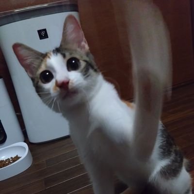2023年9月に保護猫シェルターよりお迎えした三美お嬢様(三毛猫・当時0.5才程)の成長記録😺
また、お嬢様を立派なレディに育て上げるための執事▶️ @mimis_butler の奮闘記でもあります。
猫好きの皆様、無言フォロー失礼いたします。もちろんフォロー大歓迎でございます✨
DMは基本見ないのでご容赦を✋