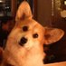 Coco (@noixdecoco75) Twitter profile photo Coco (@noixdecoco75) Twitter profile photo